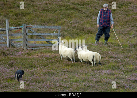 Highland shepherd travailler son Border Collie Chien de berger écossais à Banque D'Images