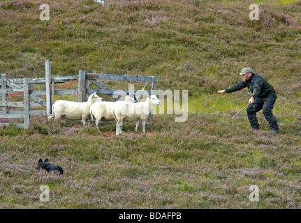 Highland shepherd travailler son Border Collie Chien de berger écossais à Banque D'Images