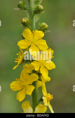 Aigremoine Agrimonia eupatoria Banque D'Images