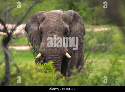 L'éléphant africain (Loxodonta africana) manger une branche d'un acacia dans Mashatu Afrique Botswana Banque D'Images