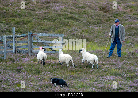 Highland shepherd travailler son Border Collie Chien de berger écossais à Banque D'Images