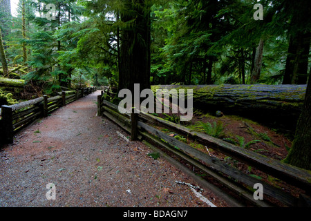 Sentier avec log split clôture à Macmillan Cathedral Grove, près de Port Alberni BC, Canada Banque D'Images