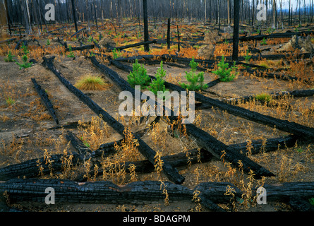 Le pin Pinus contorta gaules et semis après feu de forêt NP Yellowstone Wyoming USA 1989 Banque D'Images