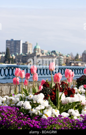 Fleurs de Printemps en face des édifices du Parlement et du port intérieur, Victoria, BC, Canada Banque D'Images