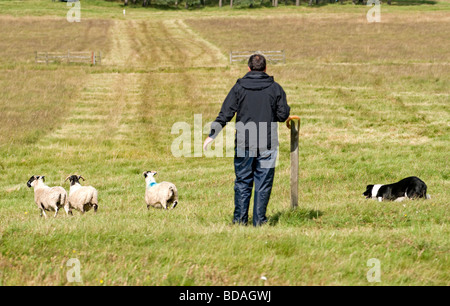 Highland shepherd travailler son Border Collie Chien de berger en 5308 SCO Banque D'Images