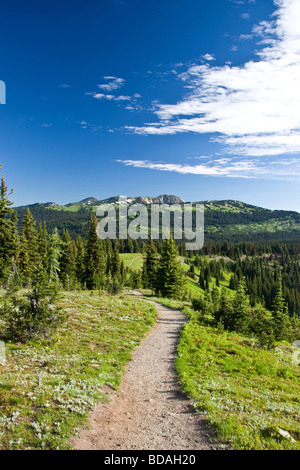 Sentier à travers un pré alpin dans la région de Manning Provincial Park, British Columbia, Canada Banque D'Images