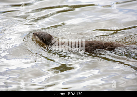 Courte asiatique, amblonyx cinereus, natation. Banque D'Images