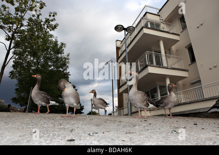 Canards brouter librement en face d'un immeuble moderne à proximité de la Tamise. Banque D'Images