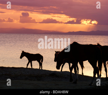 Les chevaux sauvages de l'île Vieques sur la plage au coucher du soleil, Puerto Rico Banque D'Images