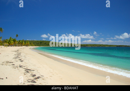 La plage des Caraïbes parfait, Sun Bay, île de Vieques, Puerto Rico Banque D'Images