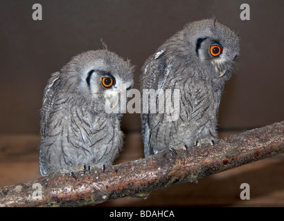 Face blanc Owl Scops (ptilopsis leucotis) à l'Envol Banque D'Images