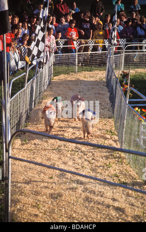 Groupe de porcs racing à County Fair Banque D'Images