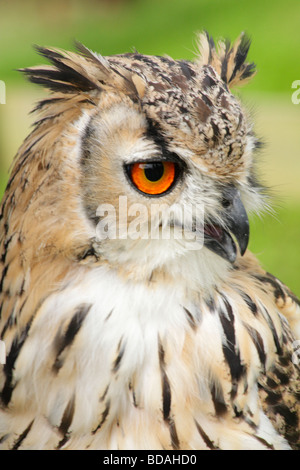 La tête et les épaules du Bengale Eagle d'Amérique, Bubo Bengalensis. Banque D'Images