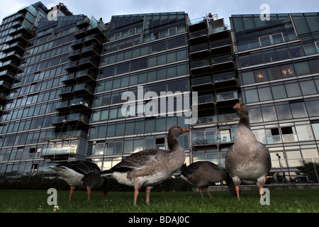 Canards brouter librement devant un bâtiment moderne à proximité de la Tamise. Banque D'Images