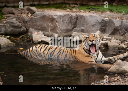 Tigre du Bengale détendue dans un étang à la Réserve de tigres de Ranthambore, en Inde. (Panthera tigris) Banque D'Images
