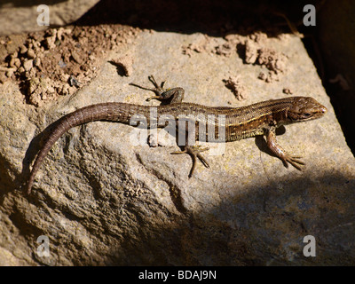 Lézard Lacerta vivipara commun son auto au soleil sur un rocher Banque D'Images