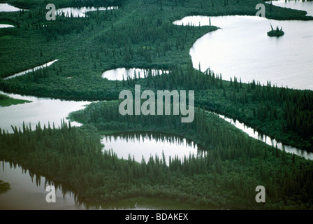 L'Épinette noire de la forêt boréale en croissance / Delta du fleuve Mackenzie, près d'Inuvik, Territoires du Nord-Ouest, de l'Arctique canadien Banque D'Images