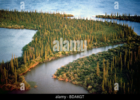 L'Épinette noire de la forêt boréale en croissance / Delta du fleuve Mackenzie, près d'Inuvik, Territoires du Nord-Ouest, de l'Arctique canadien Banque D'Images