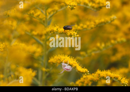 Misumena vatia, une araignée crabe, assis sur Houghton (Solidago). une mouche greenbottle est assis sur la même fleur Banque D'Images