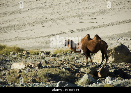 Chameau de Bactriane (Camelus bactrianus) dans un champ, Diskit, Nubra Valley, le Ladakh, le Jammu-et-Cachemire, l'Inde Banque D'Images