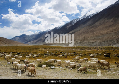 Troupeau de Moutons broutant dans un champ, le Ladakh, le Jammu-et-Cachemire, l'Inde Banque D'Images