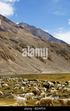 Troupeau de Moutons broutant dans un champ, le Ladakh, le Jammu-et-Cachemire, l'Inde Banque D'Images