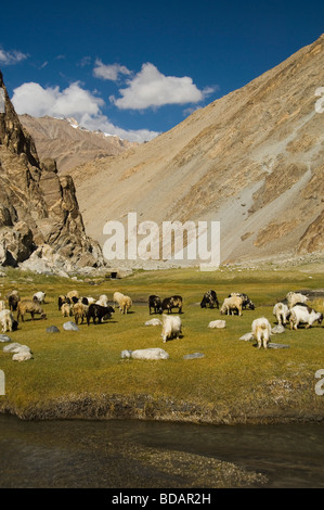 Troupeau de Moutons broutant dans un champ, le Ladakh, le Jammu-et-Cachemire, l'Inde Banque D'Images