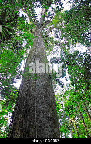 Arbre géant, Réserve nationale de Tambopata, Amazonie, Pérou, Amérique du Sud Banque D'Images