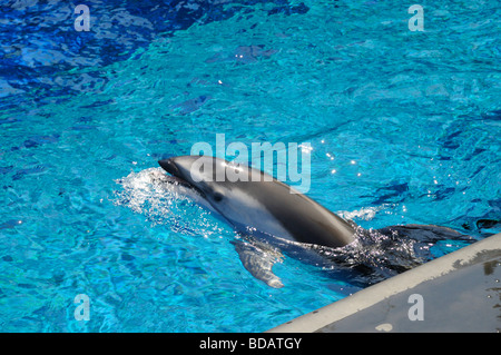 L'Aquarium de Vancouver, au parc Stanley, Vancouver, Canada Banque D'Images