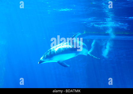 Superbe écran Dauphin à l'Aquarium de Vancouver, au parc Stanley, Vancouver, Canada Banque D'Images