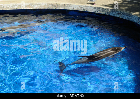 Superbe écran Dauphin à l'Aquarium de Vancouver, au parc Stanley, Vancouver, Canada Banque D'Images