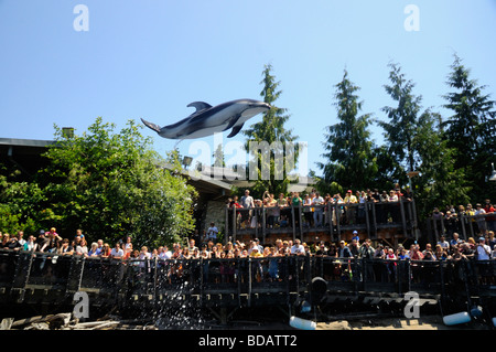 Superbe écran Dauphin à l'Aquarium de Vancouver, au parc Stanley, Vancouver, Canada Banque D'Images