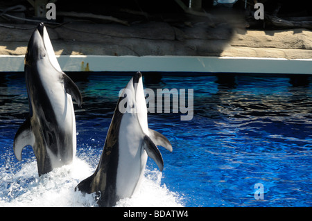 Superbe écran Dauphin à l'Aquarium de Vancouver, au parc Stanley, Vancouver, Canada Banque D'Images