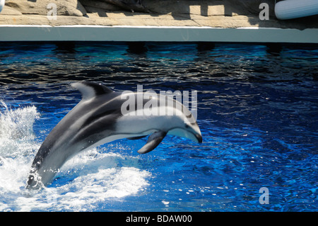 Superbe écran Dauphin à l'Aquarium de Vancouver, au parc Stanley, Vancouver, Canada Banque D'Images