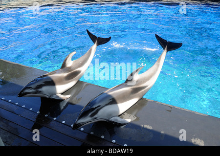 Superbe écran Dauphin à l'Aquarium de Vancouver, au parc Stanley, Vancouver, Canada Banque D'Images