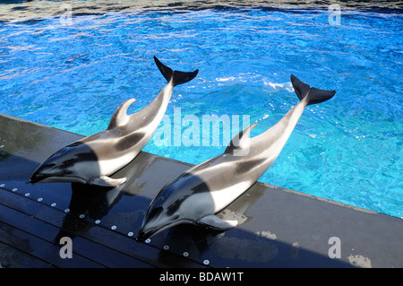 Superbe écran Dauphin à l'Aquarium de Vancouver, au parc Stanley, Vancouver, Canada Banque D'Images