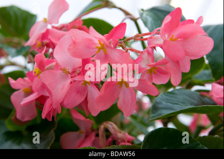 Begonia 'dragon rouge' de l'aile. Rose-rouge vif délicat pot de fleurs cultivées. Banque D'Images