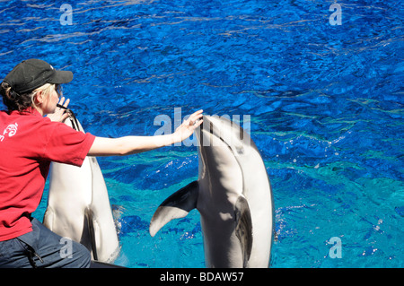 Superbe écran Dauphin à l'Aquarium de Vancouver, au parc Stanley, Vancouver, Canada Banque D'Images