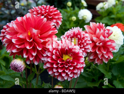 Dahlia nain buissonnant mixte literie Dahlia fleur simple de couleur rouge vif avec tipsin blanc fleur pleine floraison Banque D'Images