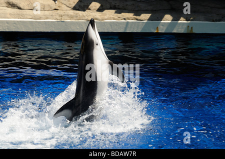 Superbe écran Dauphin à l'Aquarium de Vancouver, au parc Stanley, Vancouver, Canada Banque D'Images