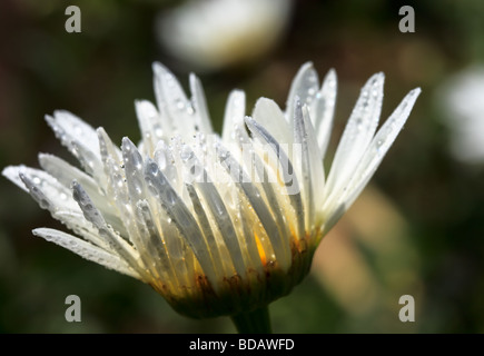 Gouttes de rosée sur une fleur marguerites Banque D'Images