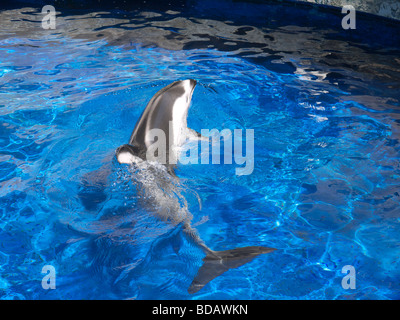 Affichage Dolphin étonnante à l'Aquarium de Vancouver, au parc Stanley, Vancouver, Canada Banque D'Images