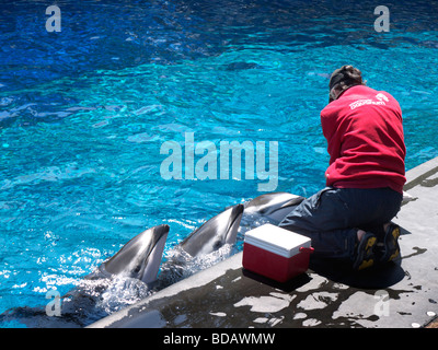 Affichage Dolphin étonnante à l'Aquarium de Vancouver, au parc Stanley, Vancouver, Canada Banque D'Images