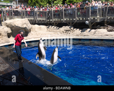 Affichage Dolphin étonnante à l'Aquarium de Vancouver, au parc Stanley, Vancouver, Canada Banque D'Images