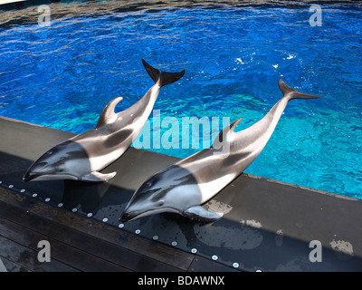 Affichage Dolphin étonnante à l'Aquarium de Vancouver, au parc Stanley, Vancouver, Canada Banque D'Images