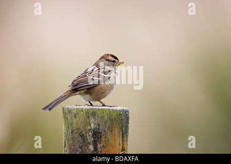 Bruant à couronne blanche s Gambel Zonotrichia leucophrys gambelii sur poster Banque D'Images