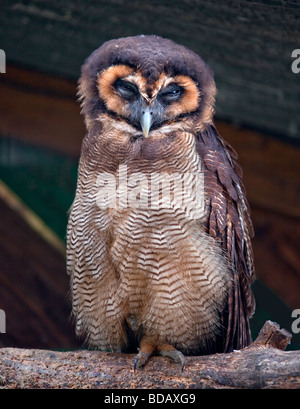 Malaysian Brown Owl Strix leptogrammica (bois) Banque D'Images