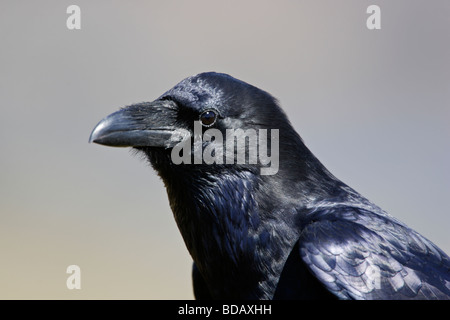 Grand Corbeau Corvus corax clarionensis head shot closeup Banque D'Images