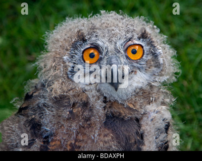 Grand Owl (Bubo bubo) naissante Banque D'Images