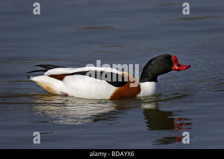 Brandente (Tadorna tadorna) Tadorne Banque D'Images